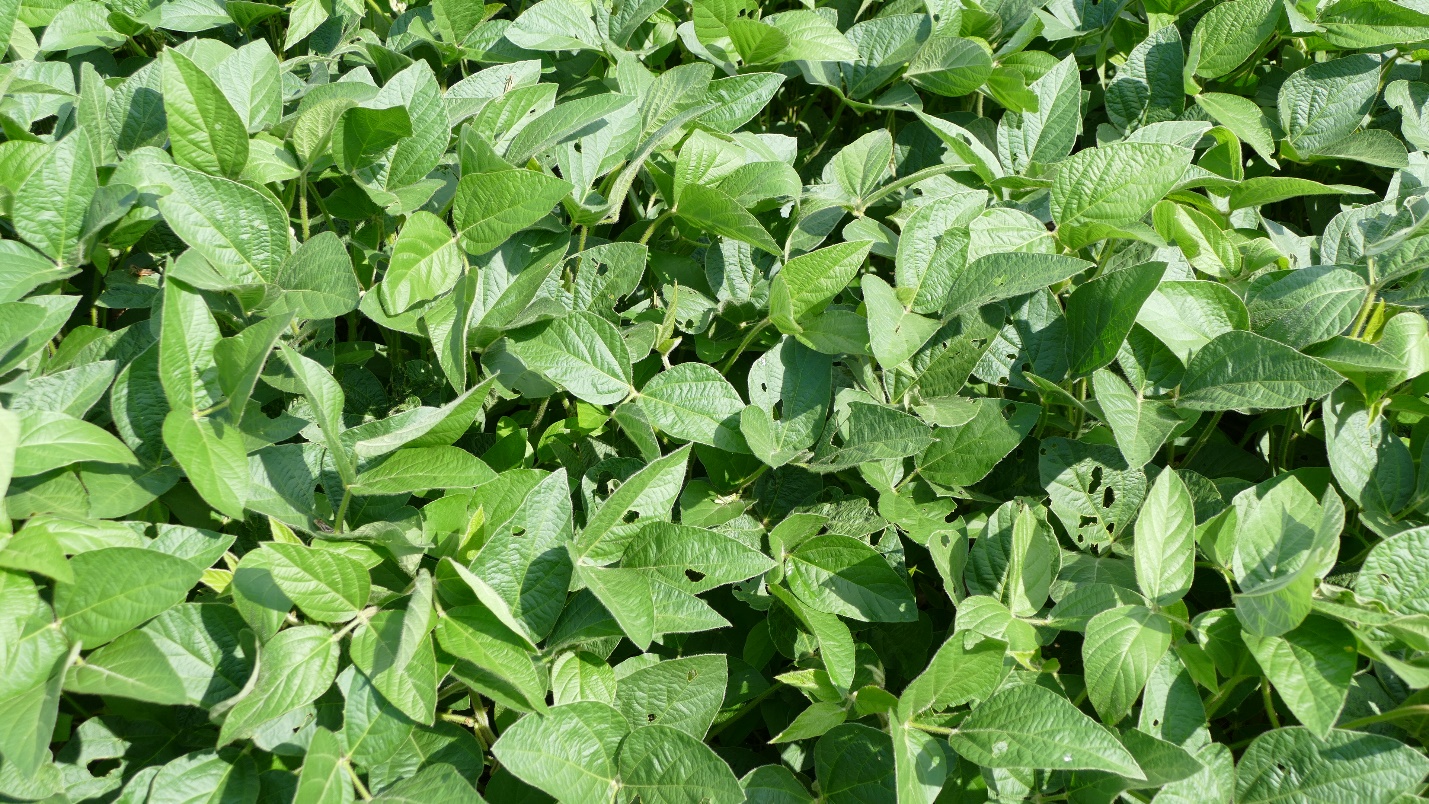 Holes in soybean leaves due to grasshopper feeding.